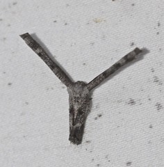 Phazaca interrupta