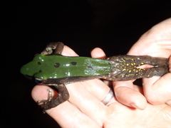 Odorrana chloronota