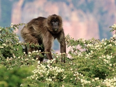 Theropithecus gelada