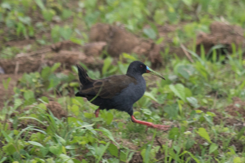 Plumbeous Rail (Pardirallus sanguinolentus), photo 4