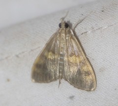 Rehimena surusalis