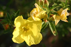 Oenothera serrulata