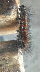 Paracles phaeocera