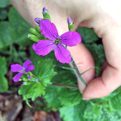 Lunaria annua