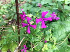Lunaria annua