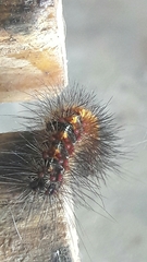 Paracles phaeocera
