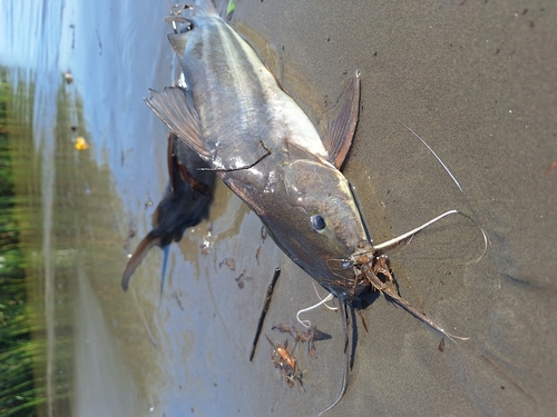 White mandi (Pimelodus albicans) — Pimelodidae