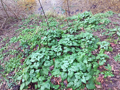 Lunaria annua