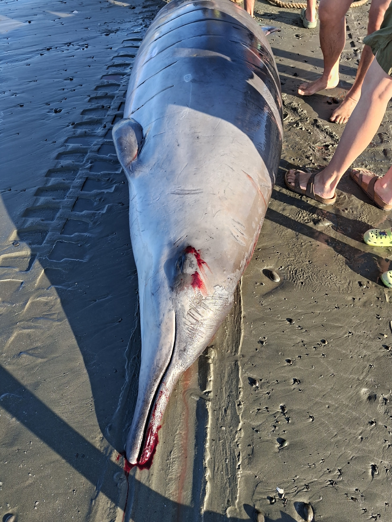 Mesoplodon grayi