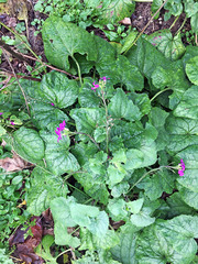 Lunaria annua