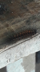 Paracles phaeocera