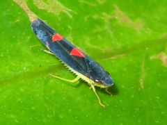Pachitea subflava