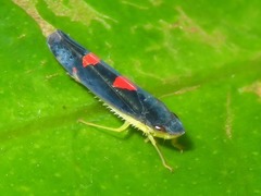 Pachitea subflava