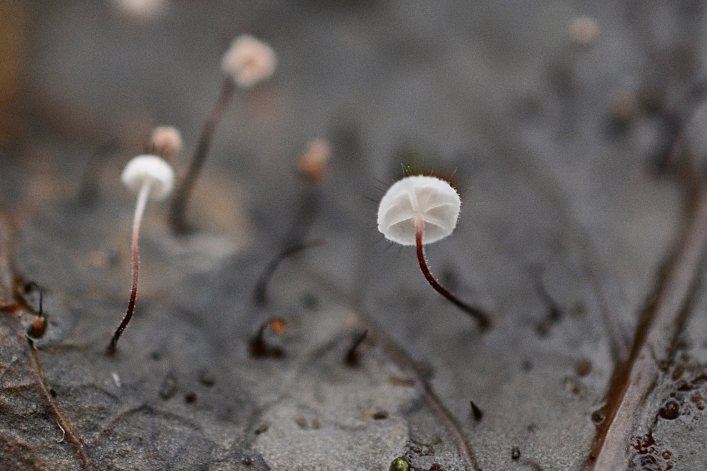 Marasmius hudsonii · January 2026 · photo: © cryptomarasmius (iNaturalist, cc-by)