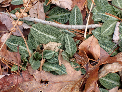 downy rattlesnake plantain