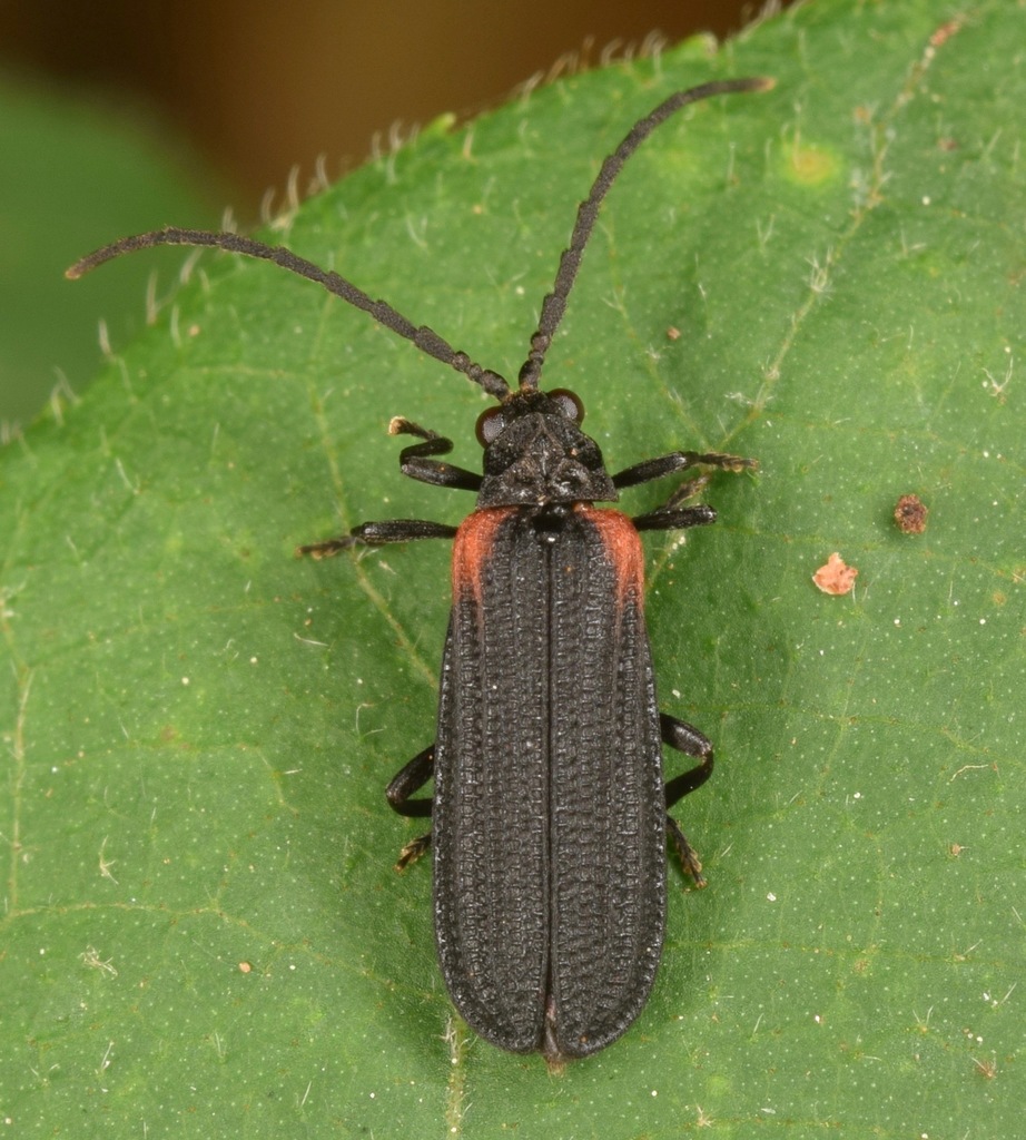 Greenarus thoracicus