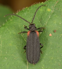 Greenarus thoracicus