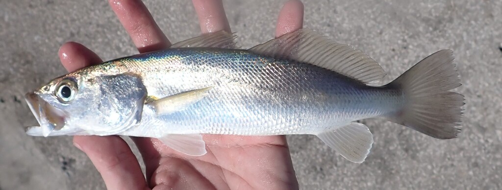 Sand seatrout (Cynoscion arenarius) — Sciaenidae