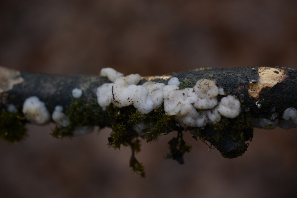 Exidia thuretiana · January 2026 · photo: © cryptomarasmius (iNaturalist, cc-by)