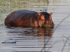 Hippopotamus amphibius