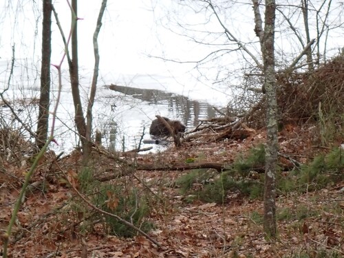 American Beaver