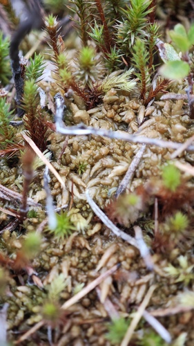 Sphagnum imbricatum observed 2025-09-05