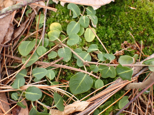 Rebhuhnbeere