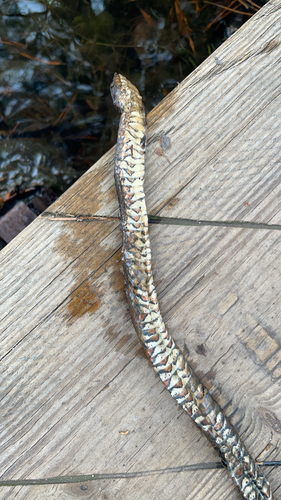 Northern Watersnake observed by augien