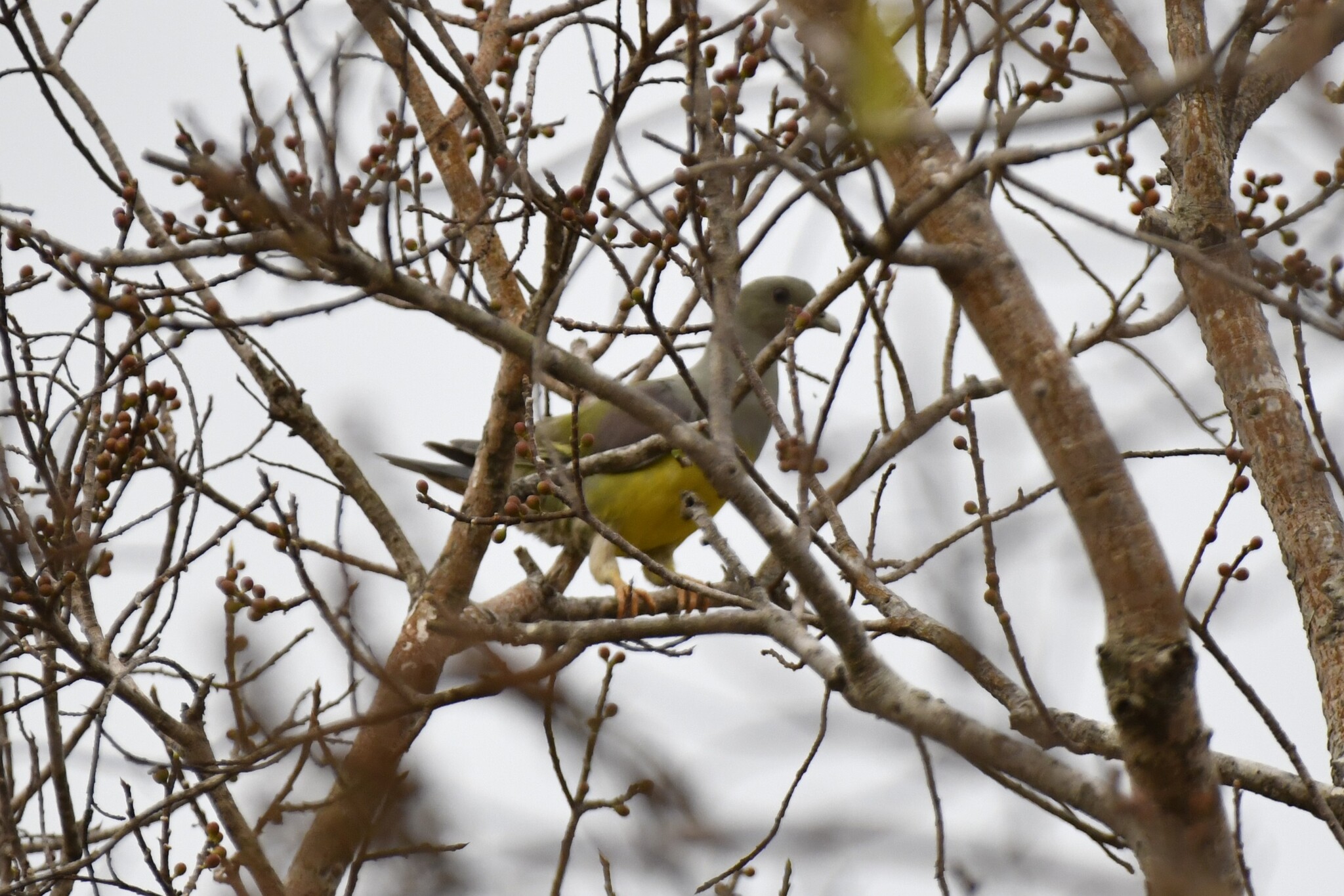 Bruce's Green Pigeon (Treron waalia), photo 5