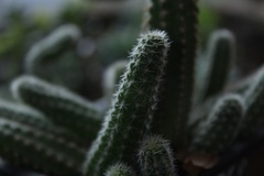 Lobivia silvestrii