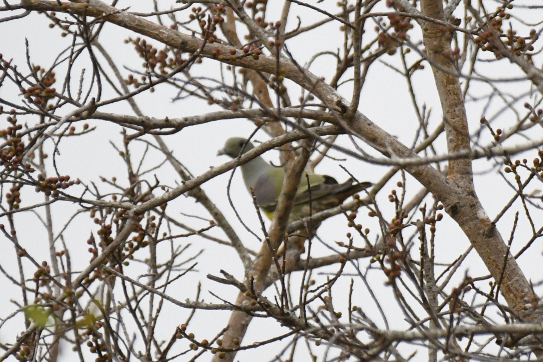 Bruce's Green Pigeon (Treron waalia), photo 6