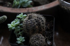 Lobivia arachnacantha