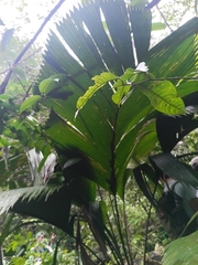 Manicaria saccifera, photograph (c) Guillaume Delaitre, some rights reserved (CC BY)