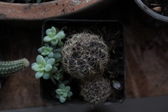 Lobivia arachnacantha