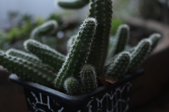 Lobivia silvestrii