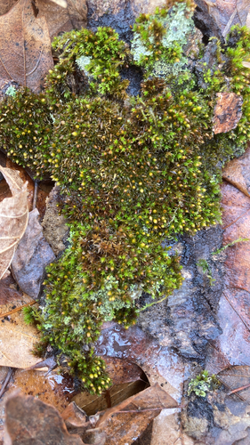 Starry Bristle Moss (Orthotrichum stellatum)