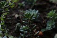 Sedum × rubrotinctum