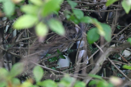 Black-faced Bunting (Emberiza spodocephala), photo 3
