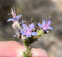 Lobostemon echioides, photograph (c) Dave U, some rights reserved (CC BY-SA)