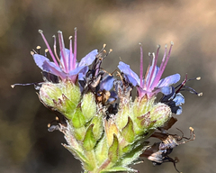 Lobostemon echioides, photograph (c) Dave U, some rights reserved (CC BY-SA)