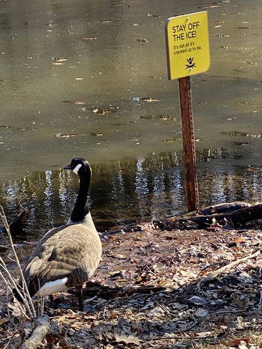 Canada Goose photographed in New Jersey