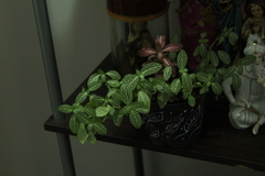 Fittonia