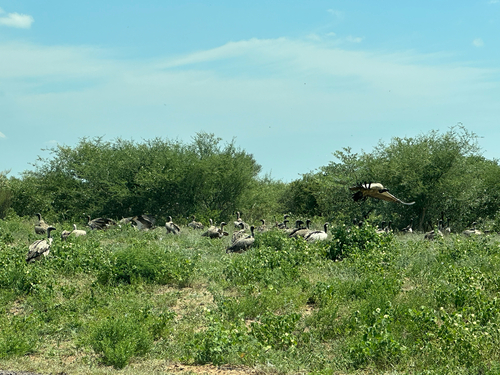 White-backed Vulture
