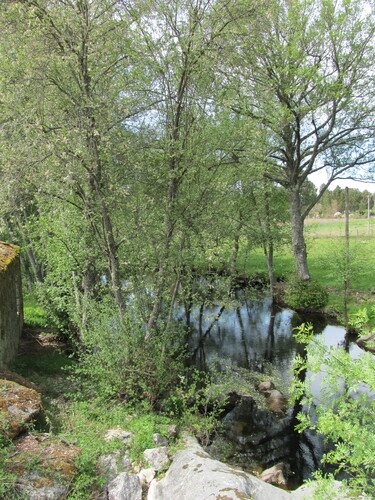 Alnus lusitanica (Alnus lusitanica)
