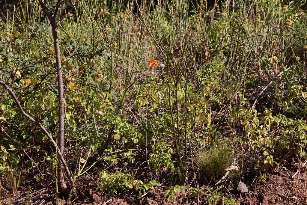 Cây rạng đông hoa vàng – Tecomaria capensis