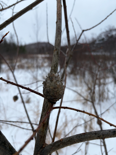 Unknown species found near Finland, MN, US