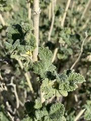 Malacothamnus aboriginum