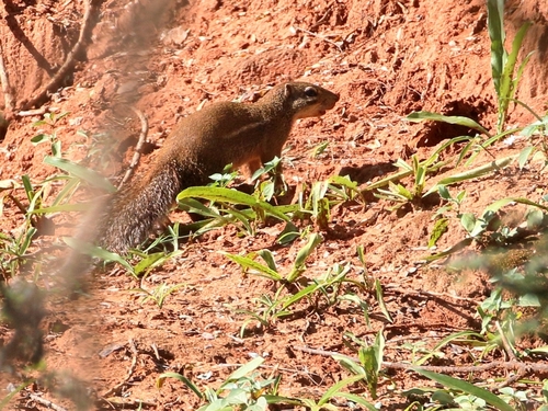 Striped Ground Squirrel