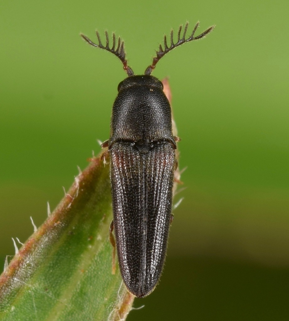 Lovely-horned False Click Beetle