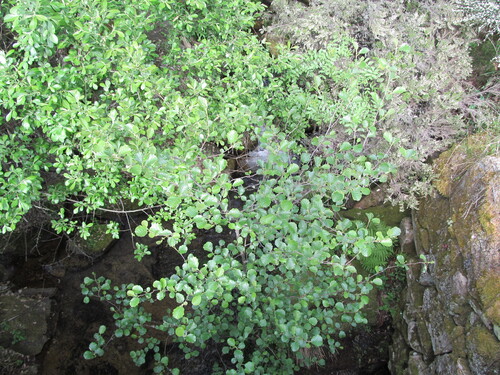 Alnus lusitanica (Alnus lusitanica)